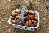 Digging sweet potatoes and picking chestnuts: How to enjoy autumn in Japan