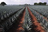 TRANSPARENCY IN AGAVE: NAVIGATING THE TEQUILA LANDSCAPE