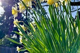 Photo of newly bloomed yellow and white daffodils, bathed in sunshine under blue skies
