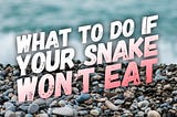 What To Do If Your Snake Won’t Eat