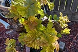 Grapevine in later spring with more leaves