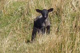 The Spotless Lamb