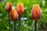 Fresh tulips in the garden