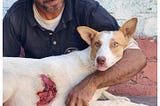 Brutal Attacker Sliced Apart Pregnant Dog’s Stomach with Razor-Sharp Blade