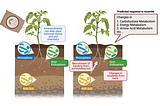 Micronutrients from volcanic ash influence the tomato root microbiome and fruit production