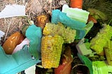 A close-up photo of the inside of the writer’s compost bin. The photo shows chewed-up corn cobs in the center, flanked by decaying peppers, tomatoes, grass, paper, egg carton bits and more.