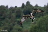 Life Lessons From an Incompetent Osprey
