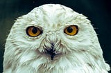 White owl