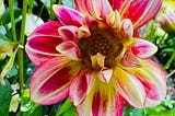 Dahlia in Bloom