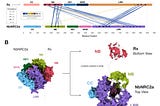The Hidden Handshake: How AlphaFold Solved a Decade-Long Mystery in Plant Immunity