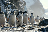 Group of penguins waddling on a snowy terrain. AI image created in Midjourney version 6