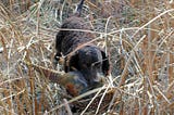 American water spaniel retrieving a pheasant.