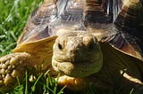 The Story of Tortie