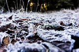 frost covered leaves on the ground