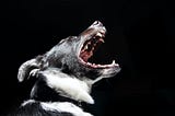 Imposter Syndrome, A Snarly Dog