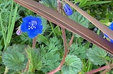 Blue cupped flowers with short white inner pistils (?) surrounded by greenery