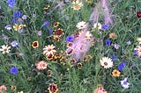 Shows a patch of colourful wildflowers from above. All that is visible are green leaves and coloured flowers. The flowers include daisy types of flowers (a dark centre surrounded by pale petals) plus bright blue cornflowers, yellow/orange marigolds and ornamental grasses.