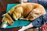 Yellow lab sleeping between a yoginis outstretched legs on a turquoise yoga mat