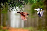 10 Most Beautiful Small Birds Around The World