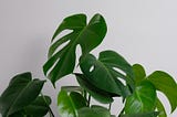 Monstera: the best for that cafe-feel