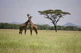 A COMPLETE GUIDE TO KENYA SAFARIS