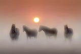 Four horses silhouetted in the mist