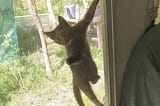 Cat hanging on screen door of RV