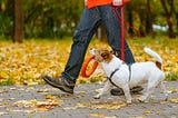 Dog Walking Services | No Worries Pet & Farm Sitting
