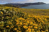 California super bloom in the SF Bay Area