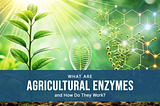 The Benefits of Agricultural Enzymes in Farming