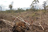 Habitat Gajah Sumatera di Bengkulu Kembali Dirambah