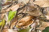 A female firefly hiding amid the foliage on the ground.
