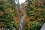 Treetop Walkway in Bavarian National Forest
