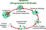 What is Apoptosis