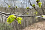 Tree along the Mississippi River in Minnesota with its first leaves in springtime