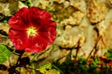 hollyhock flower, beauty, friendship