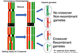 Gene Therapy: Nature Versus Man