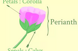 Liberal Arts Blog — Dogwood (Four Petals), Crabapple (Five), Wild Roses (Five), Iris (Three…