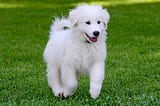 Great Pyrenees Dog Breed History, Facts, Information