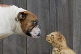 Picture in which a cat and a dog staring at each other, as their is a competition between them