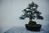 Small tree in a blue pot