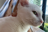 My white kitten looking through the window of my current apartment