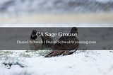 CA Sage Grouse