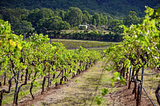 Presented below are a selection of the Hunter Valley’s most sought-after wines