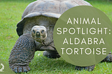 Spotlight: Aldabra Tortoise