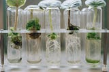 India’s Bioeconomy as an Engine for Sustainable Development