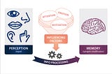 Main mental processes at play when the brain processes information: perception, attention, memory.