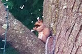 Jumping Squirrels