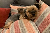 Building an emergency hotline for your dog