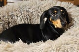 I Wanted to Adopt a Rescue Dog but Gave Up and Bought a Puppy